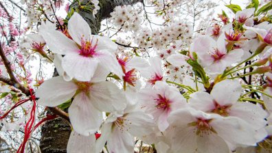 Прогноза за времето за края на април и първите дни на май