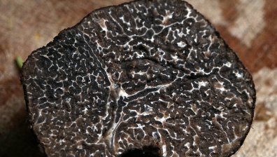 Трюфели има, носят на България милиони, но да ги събираш се оказа незаконно