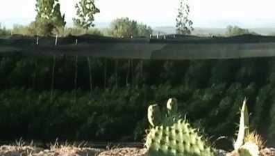 Плантация с марихуана за $160 млн. откриха в Мексико