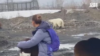 Прегладняла мечка си направи разходка из сибирски град 