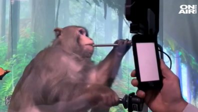 Мъск показа чипираната маймуна, играеща видеоигра (+ВИДЕО)