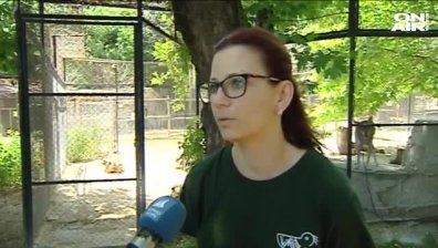 Бял вълк се роди във варненския зоопарк