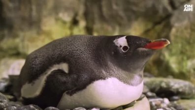 Почина гей пингвинът Свен от Австралия - символът за равенство в целия свят