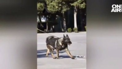 Армията в Мексико почете кучето Протео, загинало в издирване на оцелели в Турция