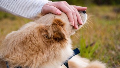 Задържаха мъж, наръгал бездомно куче в София