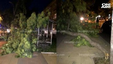 Дърво падна върху спирка в Кърджали