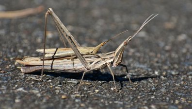Нашествие на марокански скакалци, свикаха кризисен щаб