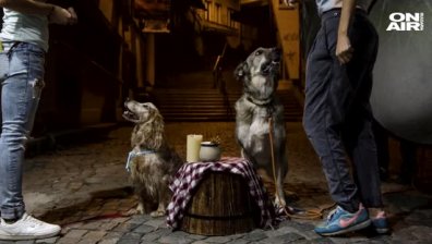 Кои са столичните  "Лейди и Скитника"?