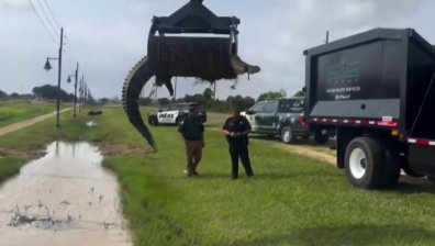 Спасителна акция в Тексас: Помогнаха на алигатор да излезе от канавка