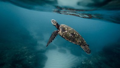 8 деца и една жена починаха, яли месо от морска костенурка