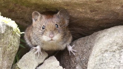 Нова теория: Омикрон е създаден в тялото на мишка