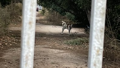 Агресивни кучета нападнаха баща и малко дете в "Овча купел"