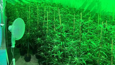 Разбиха високотехнологична наркооранжерия в Пазарджишко