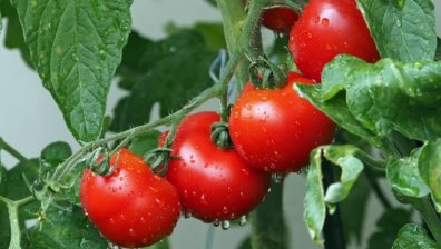Може да останем без български зеленчуци &ndash; ще купуваме чужди за 6 лв. на кг?