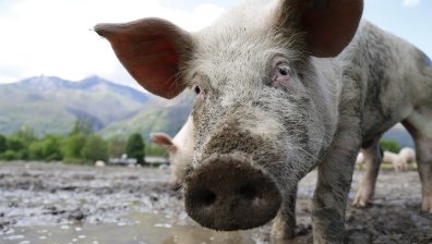 Прасе подгони журналист по време на пряко включване (+ВИДЕО)