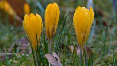 Температурите постепенно се понижават, на места ще превали