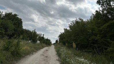 С капан за мечки ще ловят пантерата в Шумен, при нужда ще бъде отстреляна