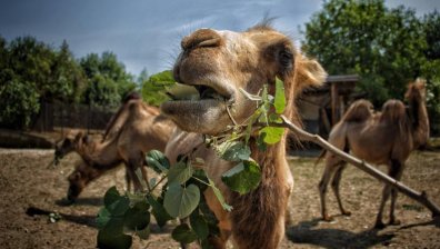 Новите камили в Столичния зоопарк са от застрашен вид