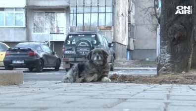Бездомно куче в Дупница нахапало две жени, имало цяла глутница в района
