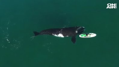 Дрон засне как кит приближава малка лодка и я побутва (ВИДЕО)