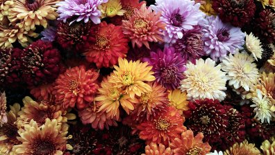 Веднага след Лазарова събота: Празнуваме Цветница!