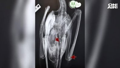 Докато едни спасяват щъркели, други стрелят по тях