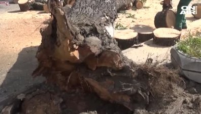 Жена е с опасност за живота, след като дърво падна върху колата ѝ