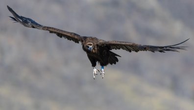 Фотоизложба за лешояди откриха в Софийския зоопарк