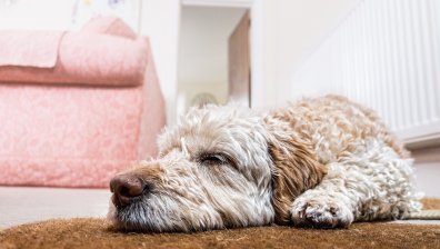 Как да премахнем миризмата от домашните любимци