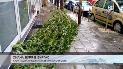 Гигантски клон падна пред майка и дете в Бургас