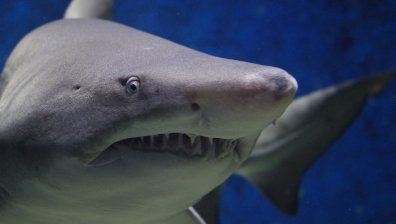 Изсипаха в океана 750 л синтетична кръв, за да примамят 14-метрова акула