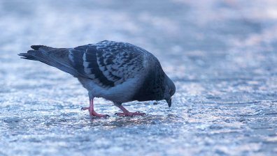 Заледени тротоари, "замръзнали" пазари - студ скова София