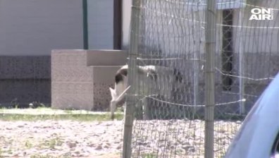 Заловиха и упоиха бездомното куче, нахапало 6-годишно дете в Дупница