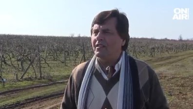 Лозари от Хасковско настояват за помощ от държавата заради ниските изкупни цени