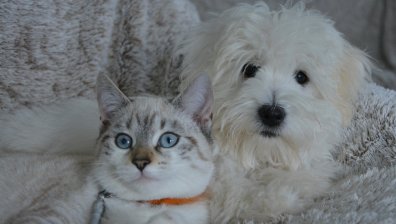Кои животни могат да се заразят с коронавирус?