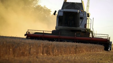 Зърнопроизводители очакват по-ниски добиви на пшеница заради лошото време