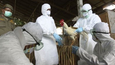 Нов смъртоносен щам на птичия грип е открит в Индонезия