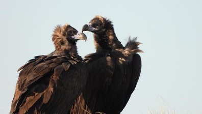 За първи път от век насам черни лешояди свиха гнездо във Врачанския Балкан