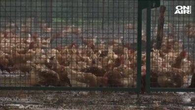500 кг яйчен прах с фипронил е навлязъл у нас