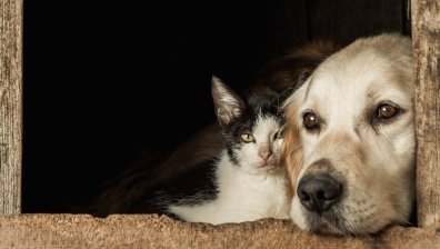 Всички кучета и котки в ЕС трябва да бъдат чипирани и регистрирани