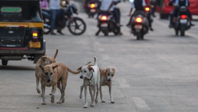 Бездомните кучета трябва да изчезнат от Мумбай (СНИМКИ)