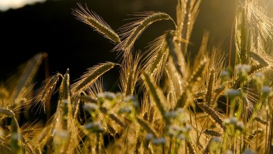 Зърнопроизводители са в стачна готовност, искат спешни мерки за бранша