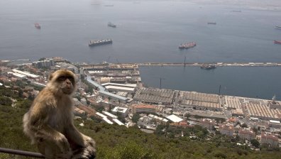 В Гибралтар забраниха на туристите да докосват маймуните
