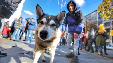 Внесоха жалба в МВР срещу неадекватното прилагане на Закона за защита на животните