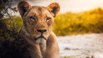 Избягала лъвица изправи на крак властите в Берлин, втори ден се разхожда свободно