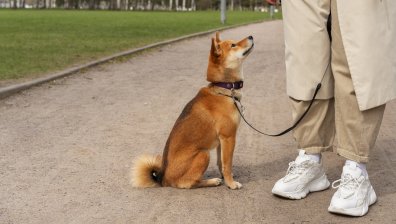 Проверки за чипиране на домашните кучета - глобата е 200 лв.