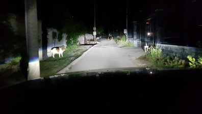 Сигнали в Helpbook: Агресивни кучета ни тормозят, лаят, хапят