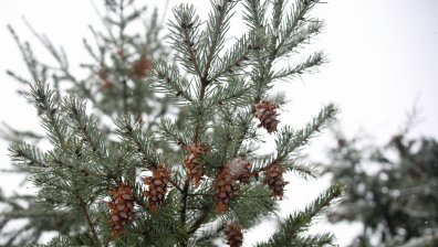 Времето днес: Облачно с валежи от дъжд и температури до 12&deg;