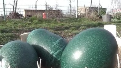 Изненада в зоопарка. Птиците ему снесоха 4 яйца, едно е огромно