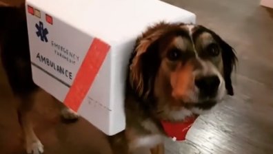 Куче, маскирано като линейка, стана хит в социалните мрежи (+Видео)